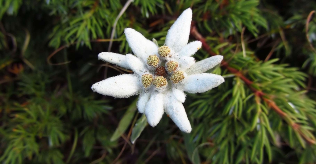 Edelweiss